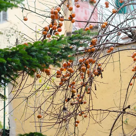 Charming In The Heart Of Santo Spirito * Florenz